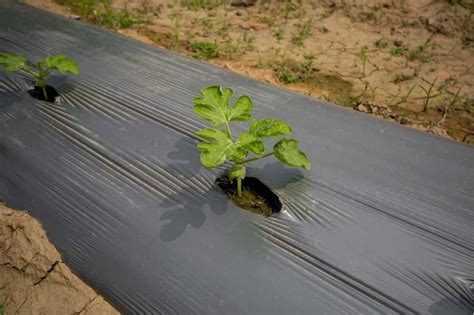 watermelon land preparation.